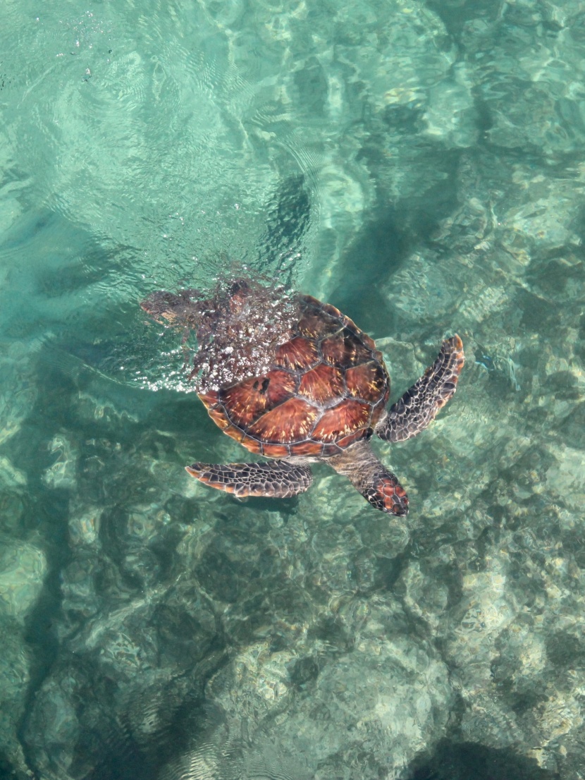 海中畅游的海龟图片