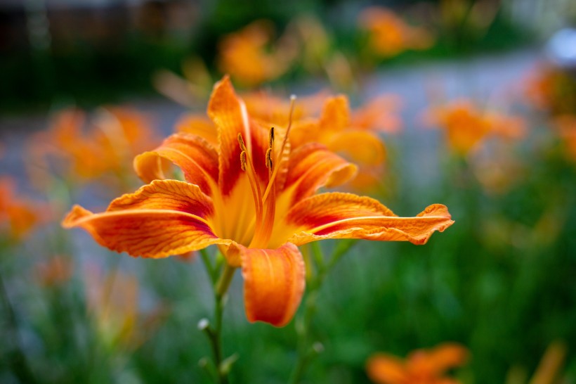 優(yōu)雅芳香的百合花圖片