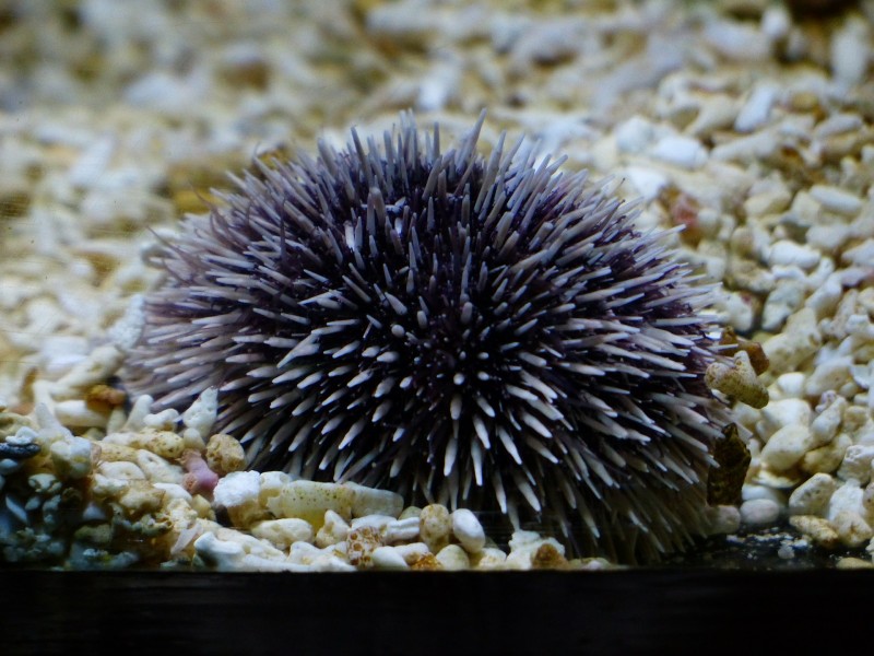 水族馆水生动物图片