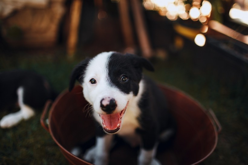 邊境牧羊犬幼崽圖片