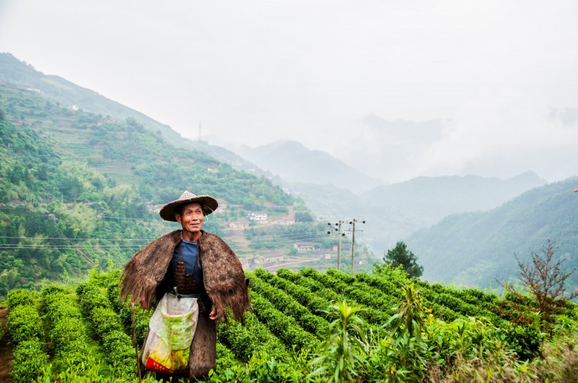 风景优美的茶树图片