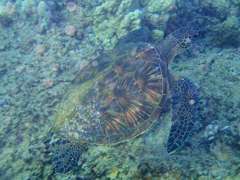 海洋里的海龟图片