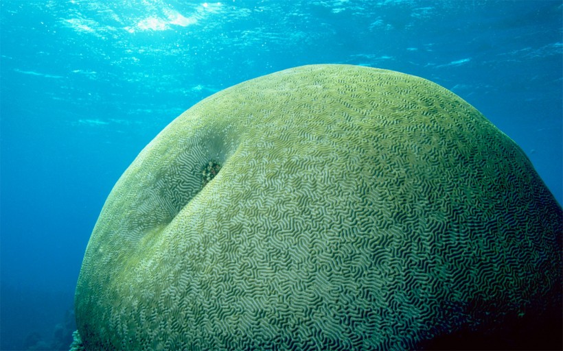 海洋里各种奇妙的海底生物图片