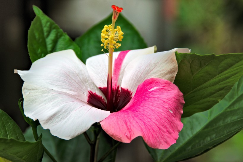 纖細純潔的芙蓉花圖片