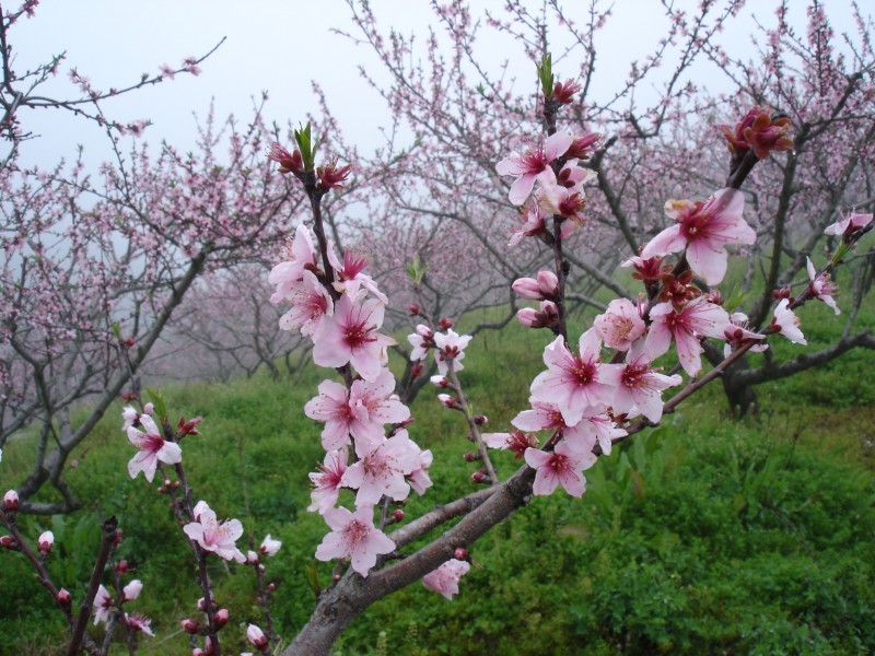 粉色的桃花圖片