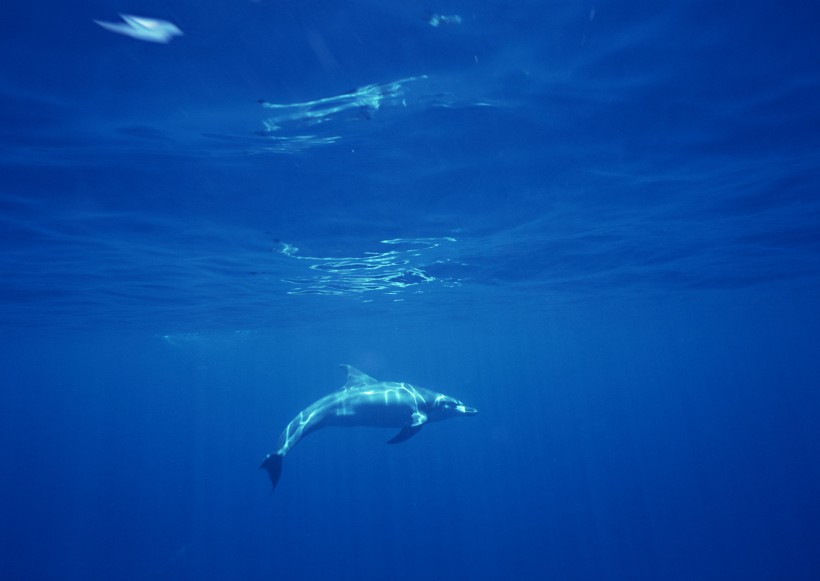 海底生物圖片