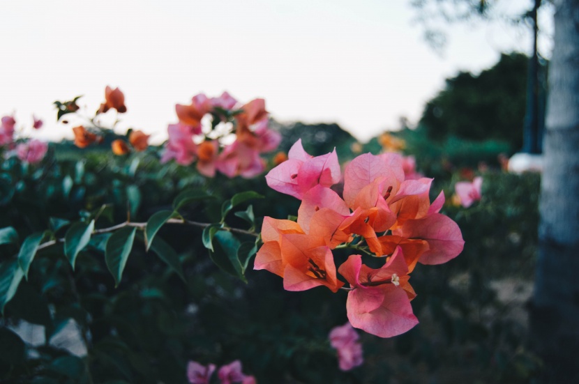 色彩鲜艳的叶子花图片