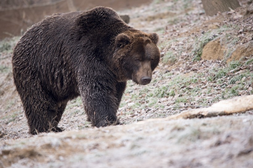 动物园里肥头大耳的棕熊图片