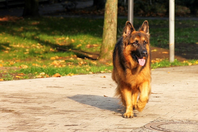 聪明敏捷的德国牧羊犬图片