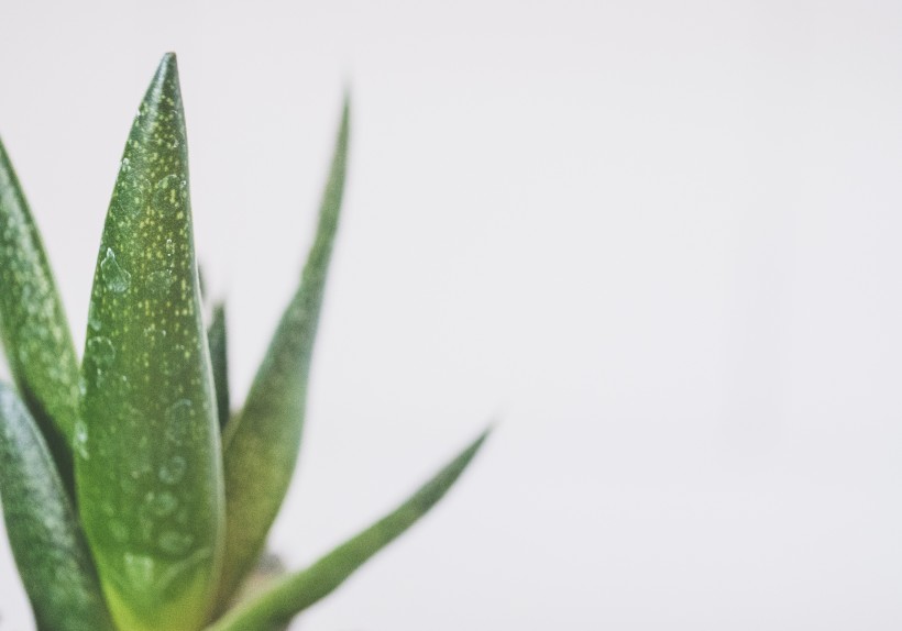 多肉绿植盆栽图片