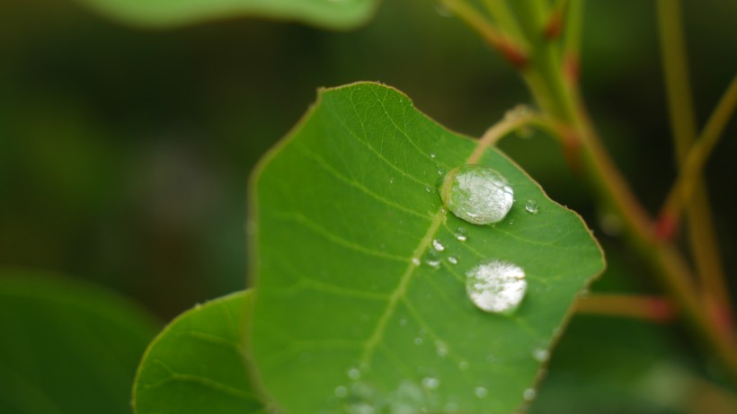 雨后绿叶图片