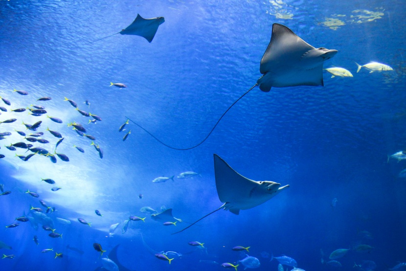 漂亮的水族馆海洋生物图片