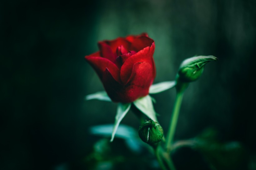 娇艳欲滴的红玫瑰图片