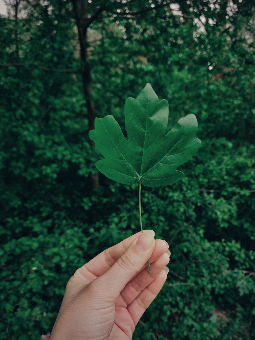 各种形状的树叶图片