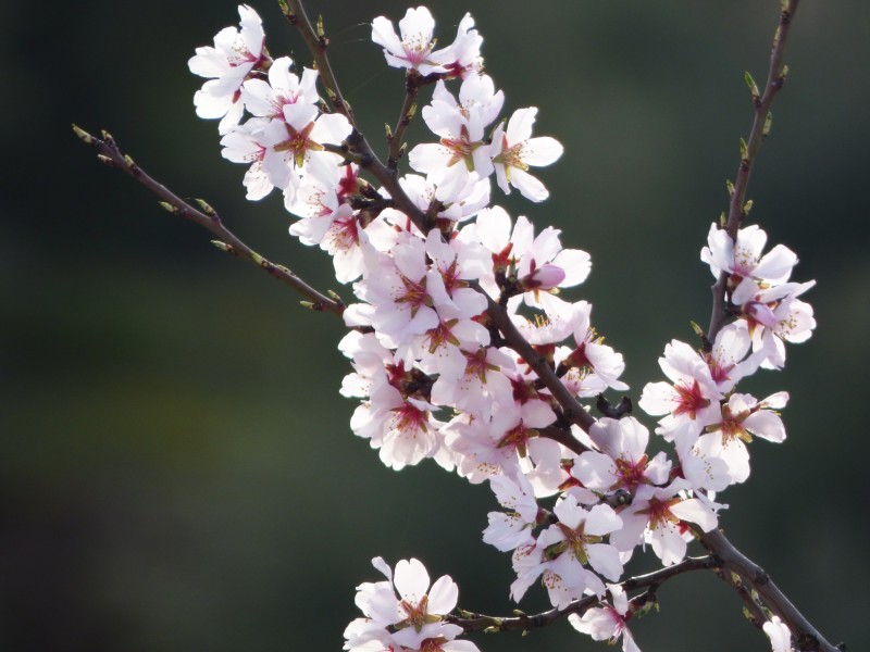 花團(tuán)錦簇的杏花圖片