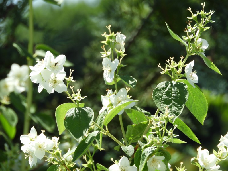 清新淡雅的茉莉花圖片