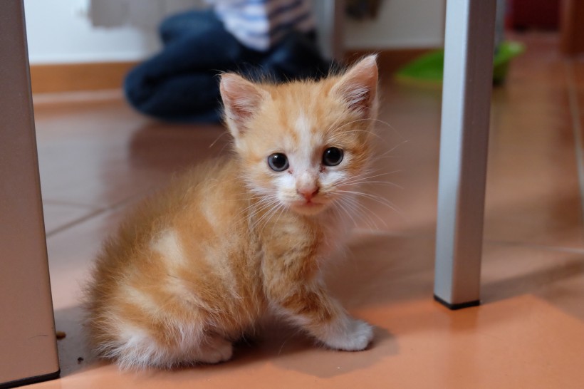 睁大双眼的小猫图片