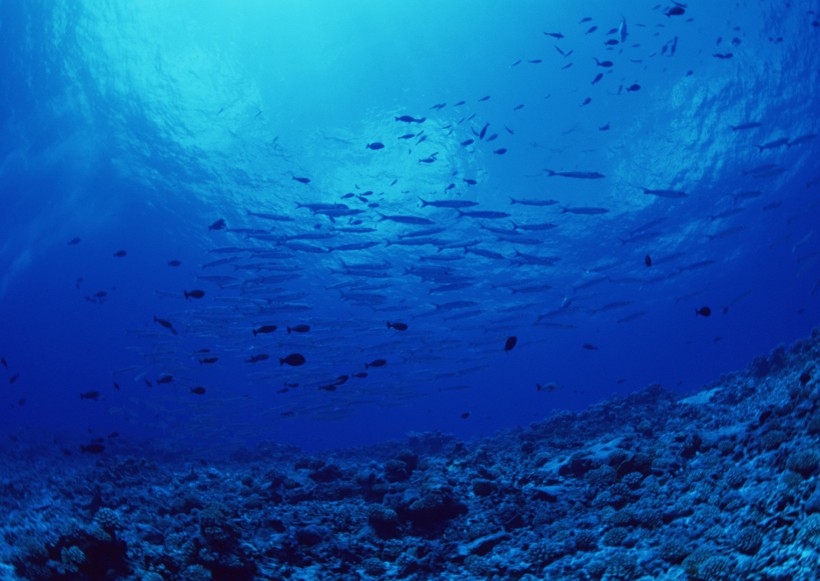 海底生物图片