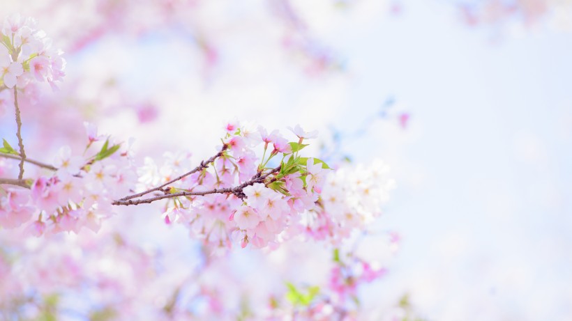 唯美灿烂热情洋溢的樱花图片