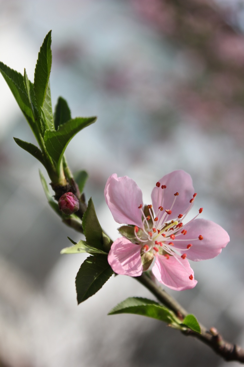 枝頭盛開的桃花圖片