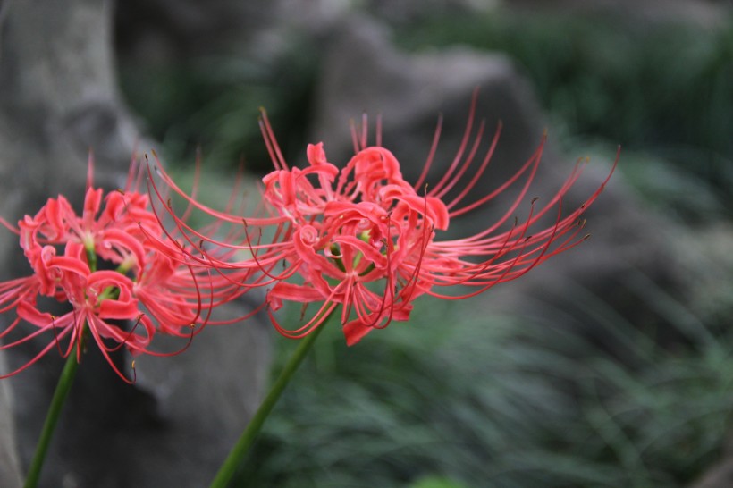 紅色妖艷的彼岸花圖片