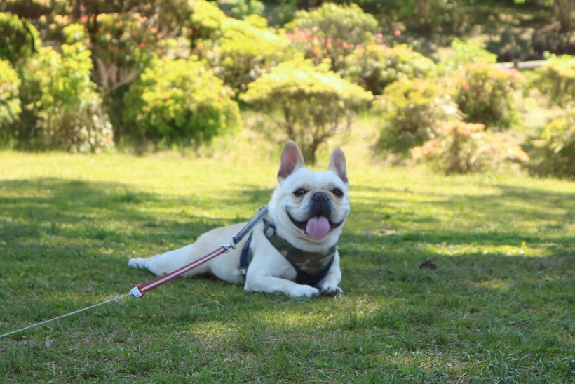 可爱的斗牛犬图片