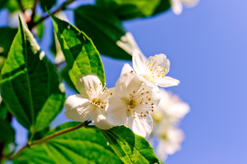 芳香潔白的茉莉花圖片