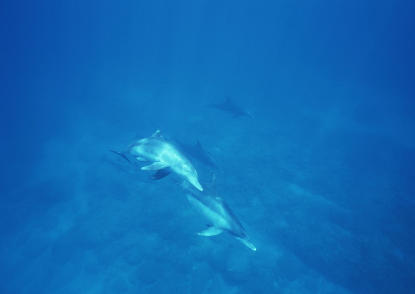 海底生物图片