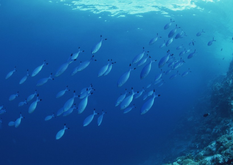 海底生物图片