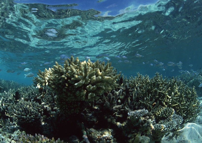 海底生物图片