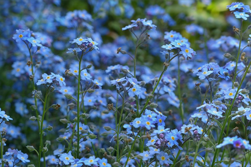 藍色勿忘我鮮花圖片