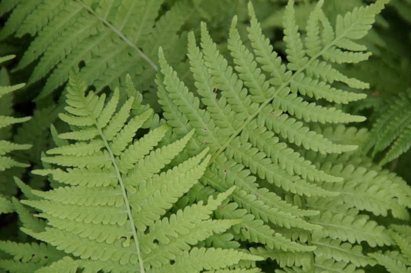 綠色蕨類植物圖片