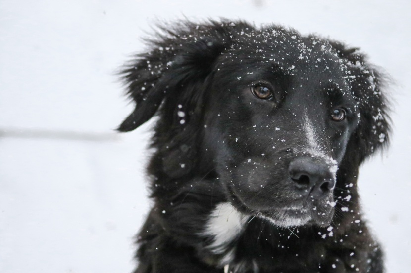 雪地撒欢的宠物狗图片