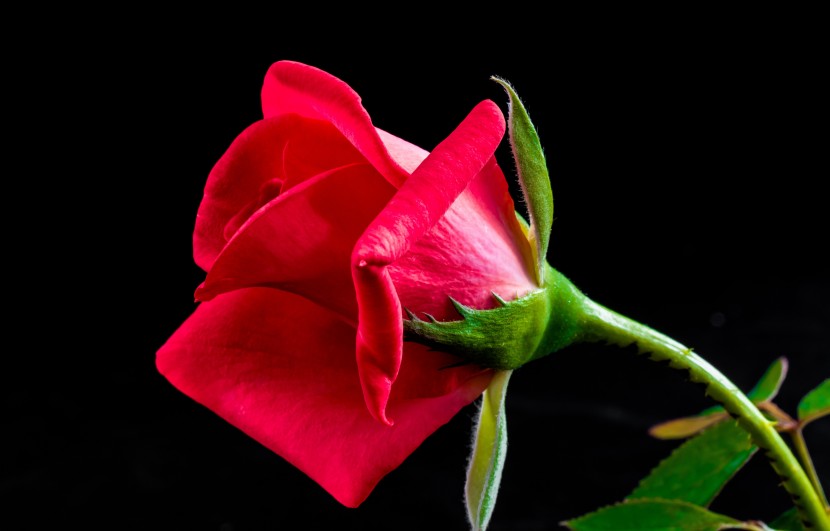 娇艳欲滴的红色玫瑰花图片