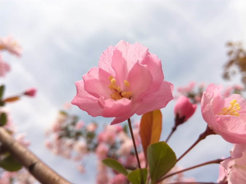 粉色的桃花图片