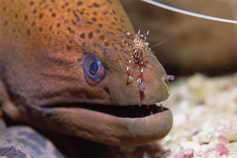 海洋鱼类生物特写图片