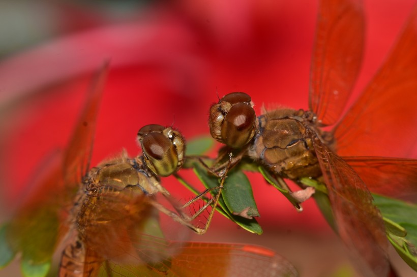 無(wú)脊椎動(dòng)物蜻蜓圖片