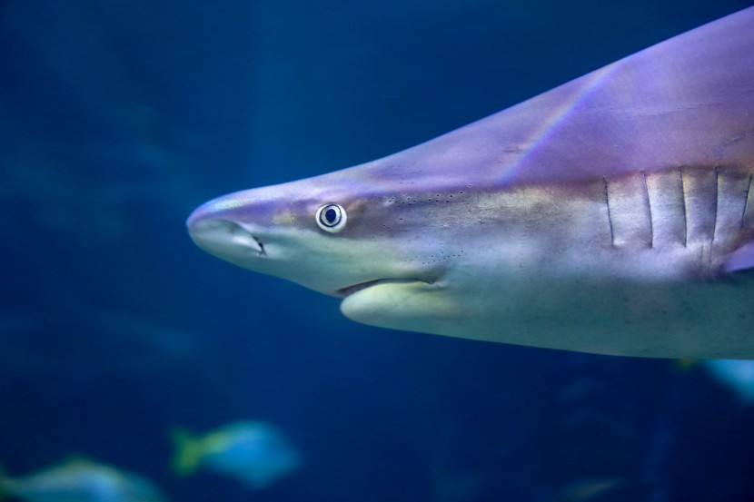 芝加哥谢德水族馆图片