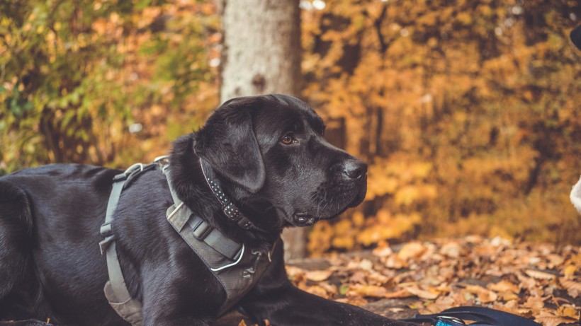 活潑忠誠的拉布拉多獵犬圖片