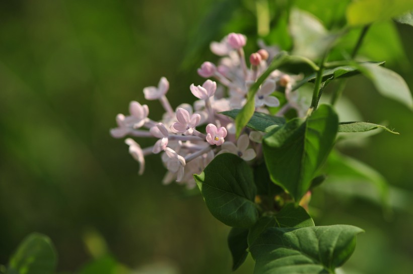 淡紫色丁香花圖片