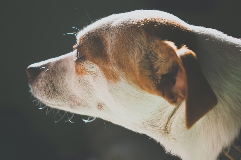 可愛的米格魯獵兔犬頭部圖片