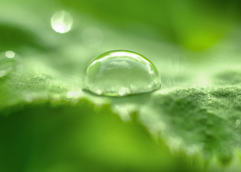 植物上的水珠图片