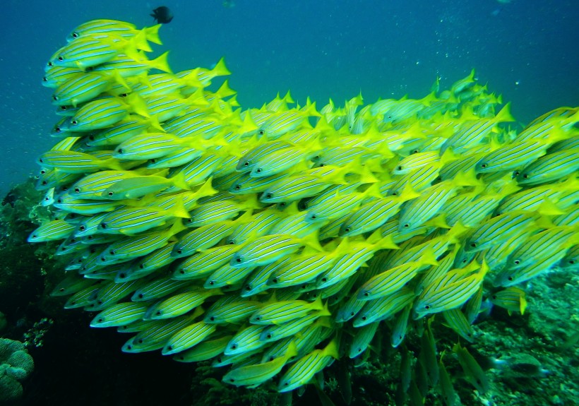 海底的魚群圖片