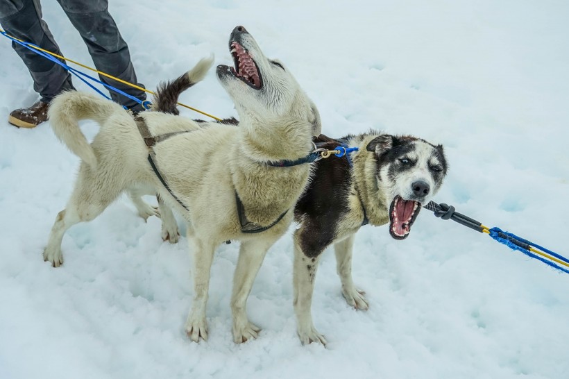 雪地上的雪橇犬图片