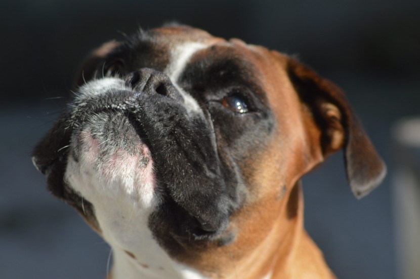 体型强健的拳狮犬图片