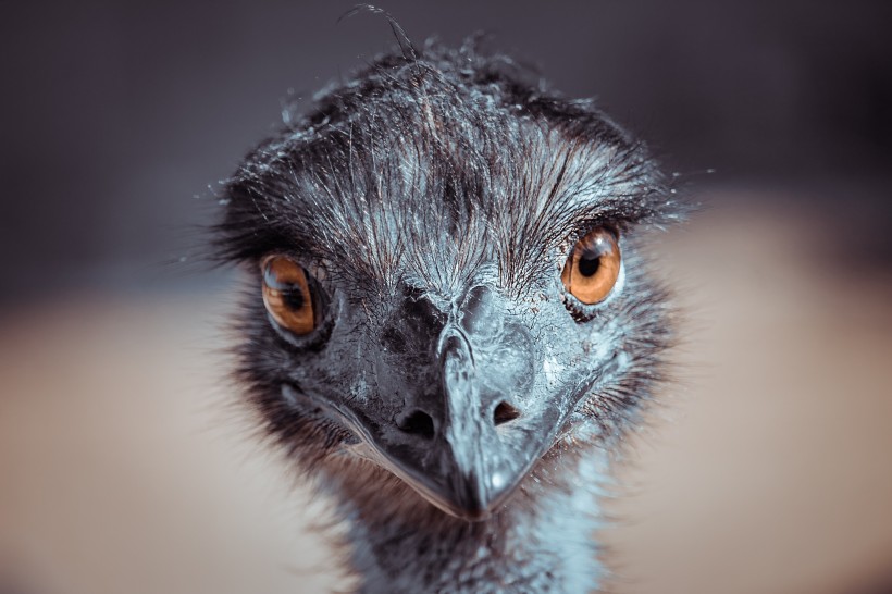 世界上最大的鳥類鴕鳥圖片