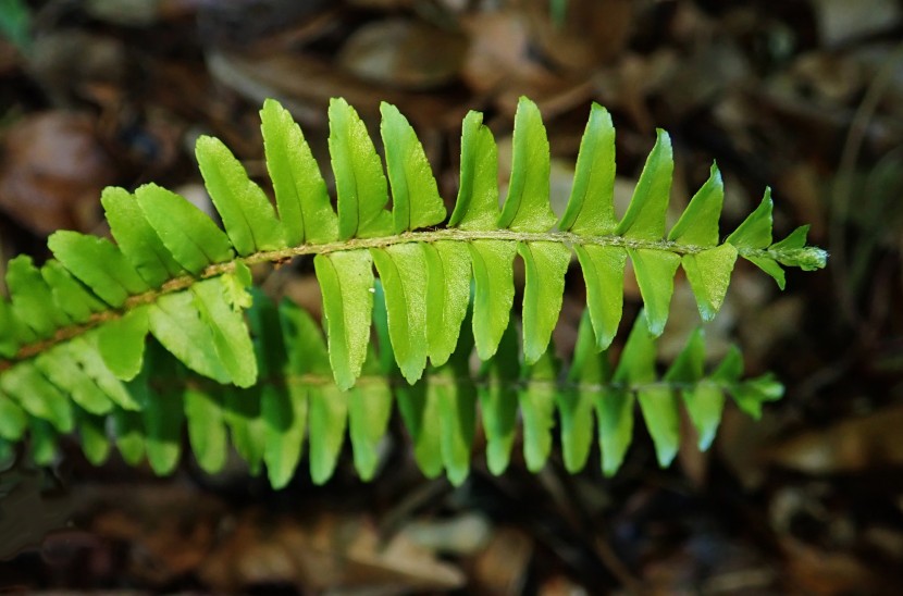 绿色蕨类植物图片