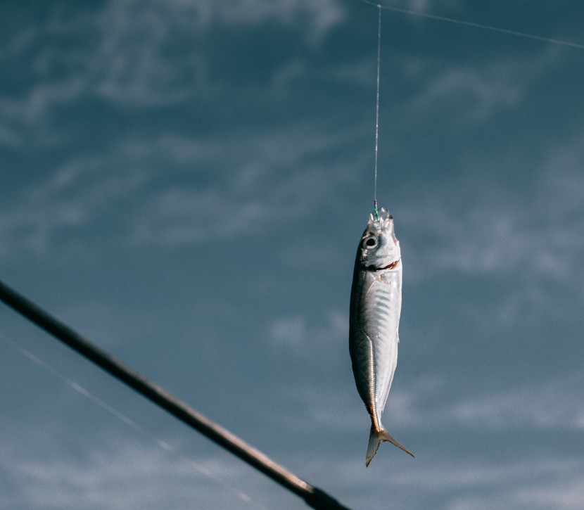 被釣起的野生魚圖片