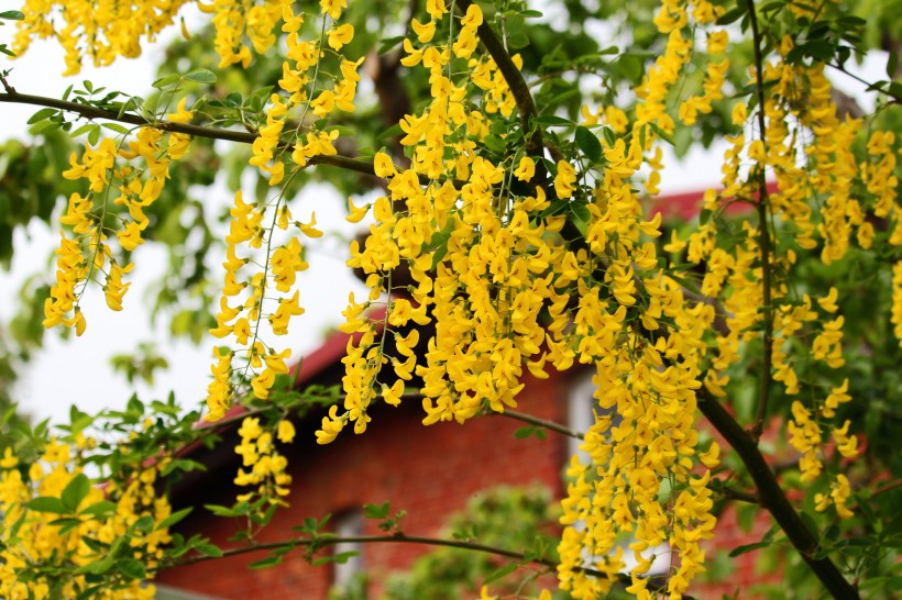 花团锦簇的金色金链花图片