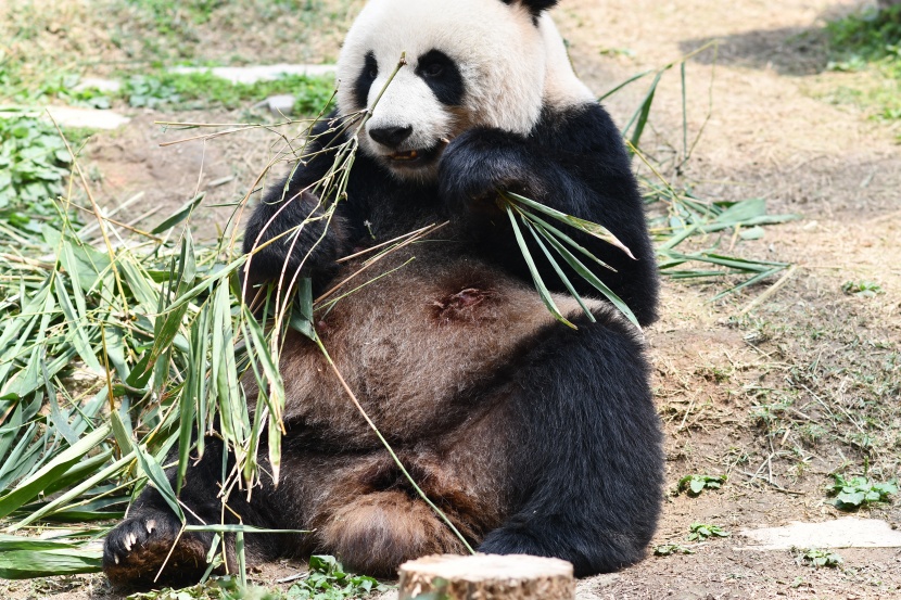 认真吃竹子的熊猫图片